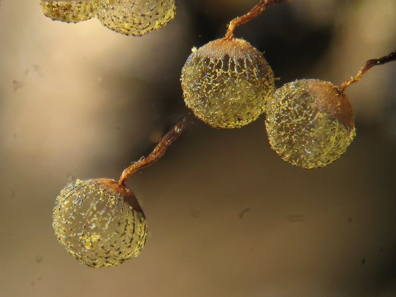 Cribraria (aurantiaca?)